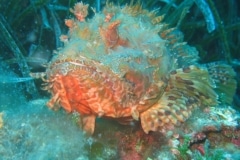 scorfanone