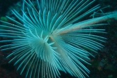 fuochi d'artificio 2